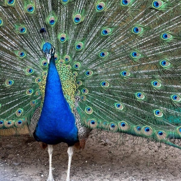 Территория летом